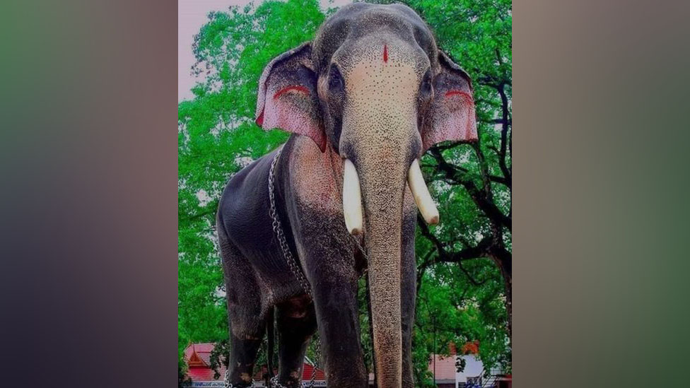 The 'killer' Indian elephant who's loved and feared