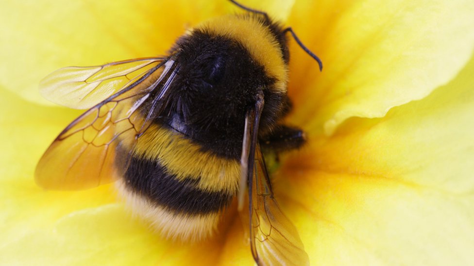 Don't be alarmed if you've seen lots of big bees buzzing around o...