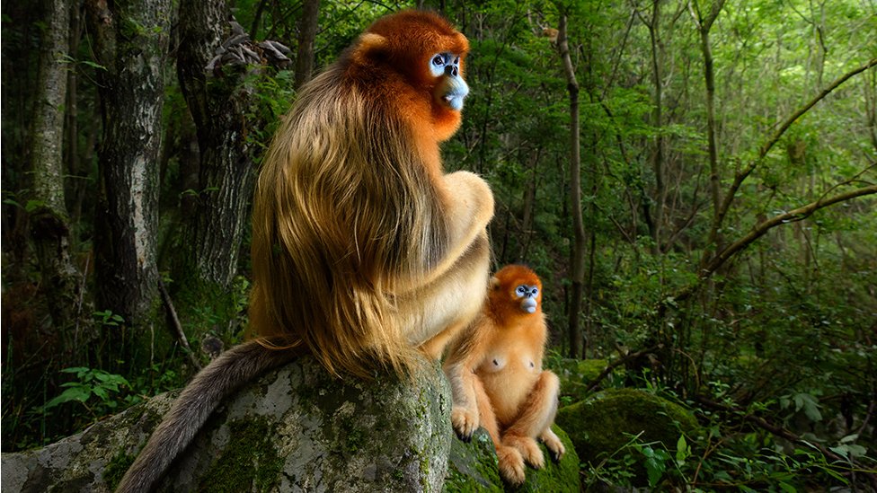 Macaco furta câmera de turista e tira autorretrato; veja vídeo - Animais -  Extra Online