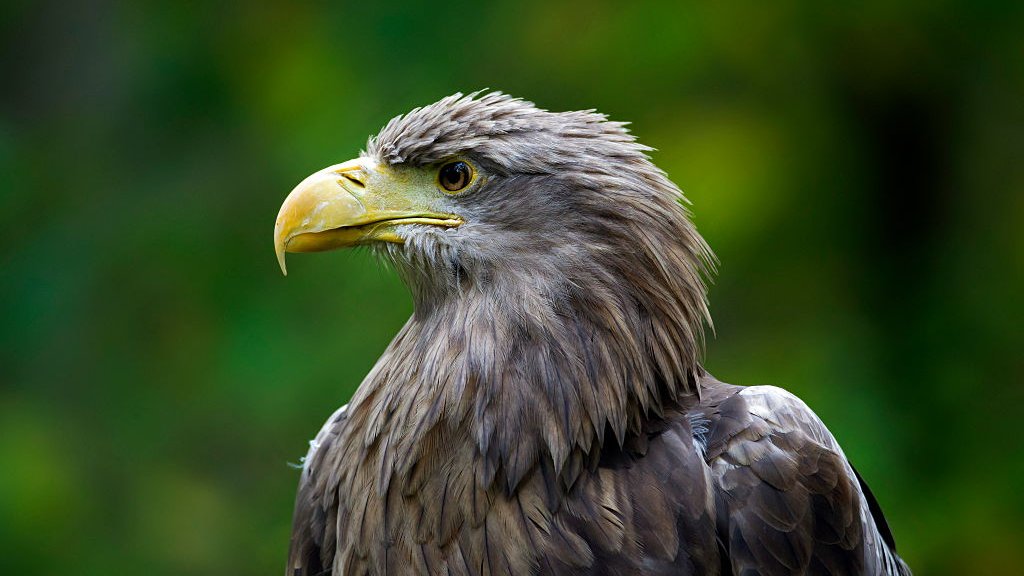 Rare whitetailed eagles return to England's skies CBBC Newsround