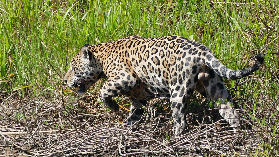 Jaguar (Foto: BERNARD DUPONT/WIKIMEDIA COMMONS)