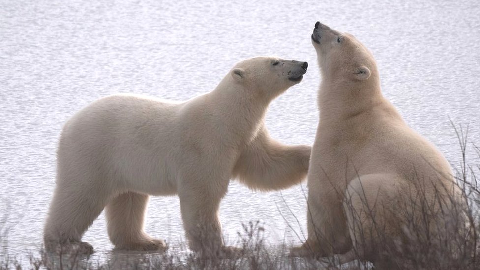 A Ursa Polar': Confira 5 curiosidades sobre os ursos polares antes