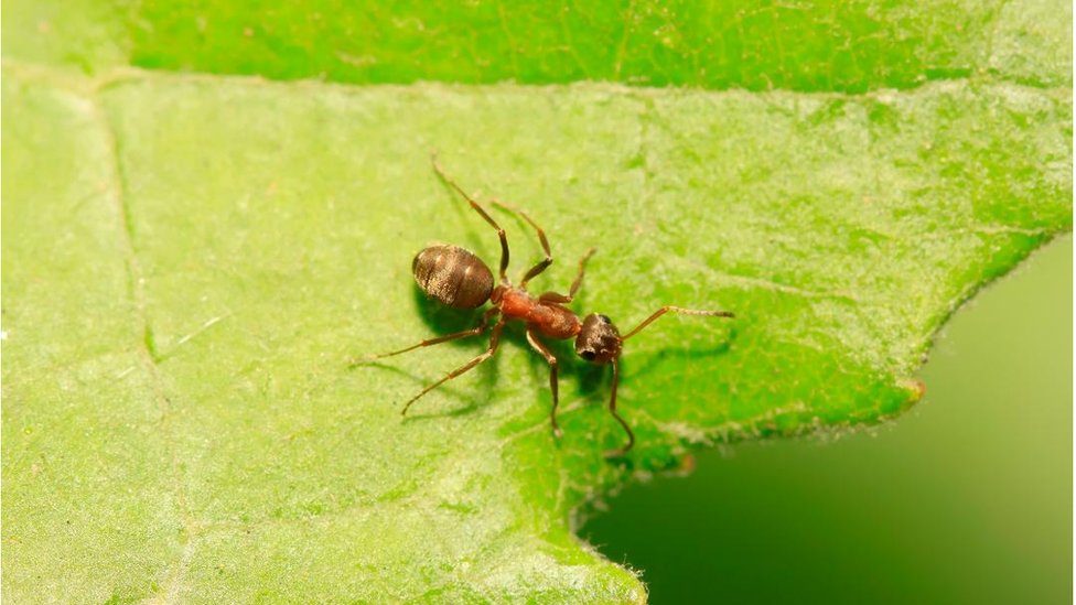 Journée mondiale contre le cancer : Les fourmis peuvent détecter ...