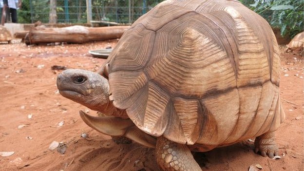 Rare Tortoises Have Their Shell Engraved To Survive Cbbc Newsround 