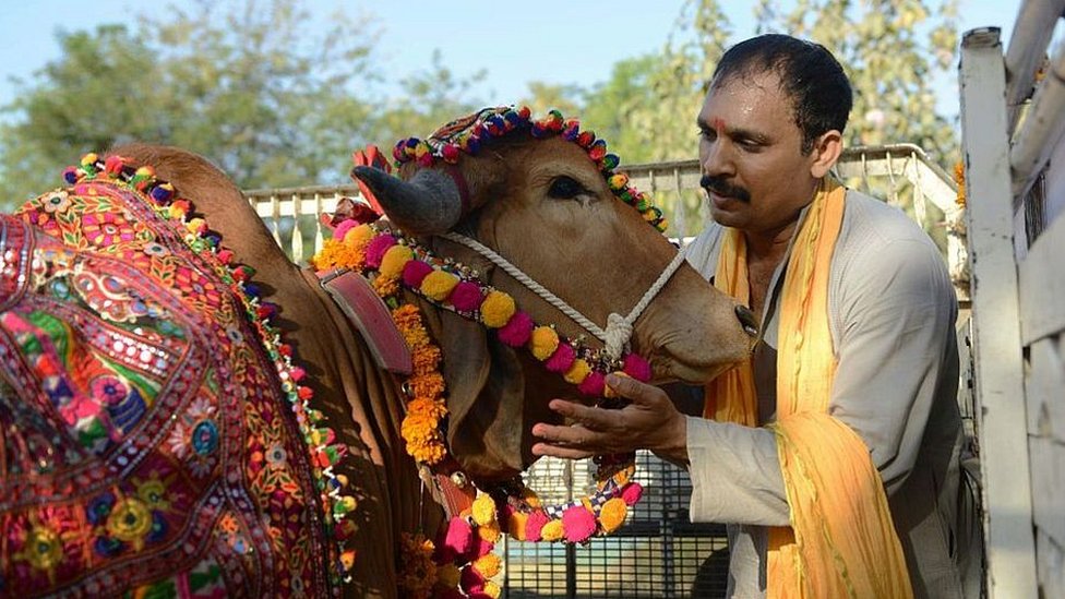 sapi