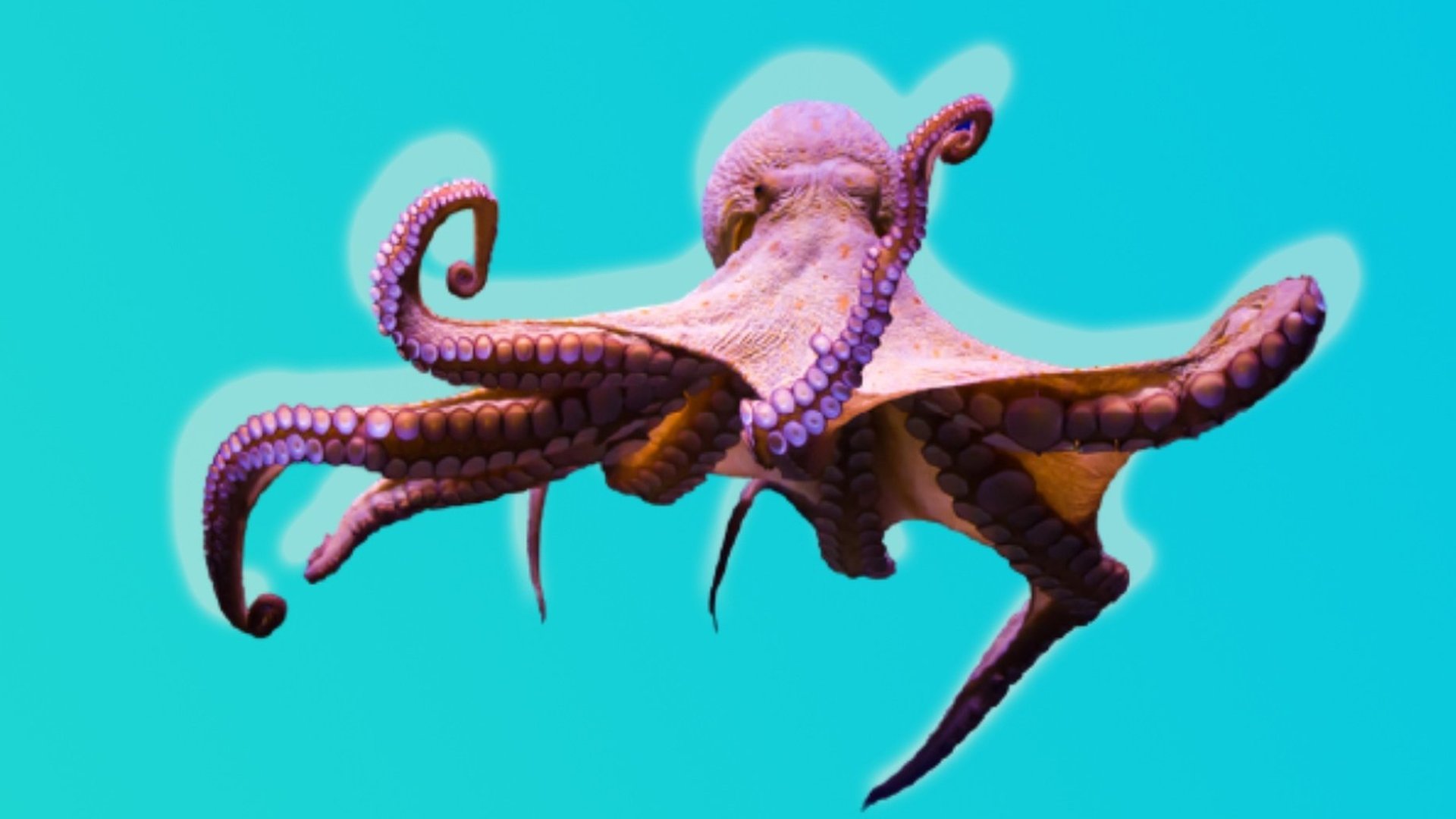Can octopuses throw things at each other? CBBC Newsround