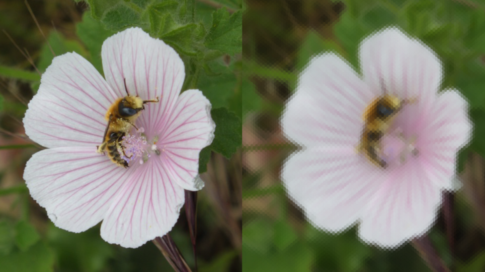 Abeja polinizadora v