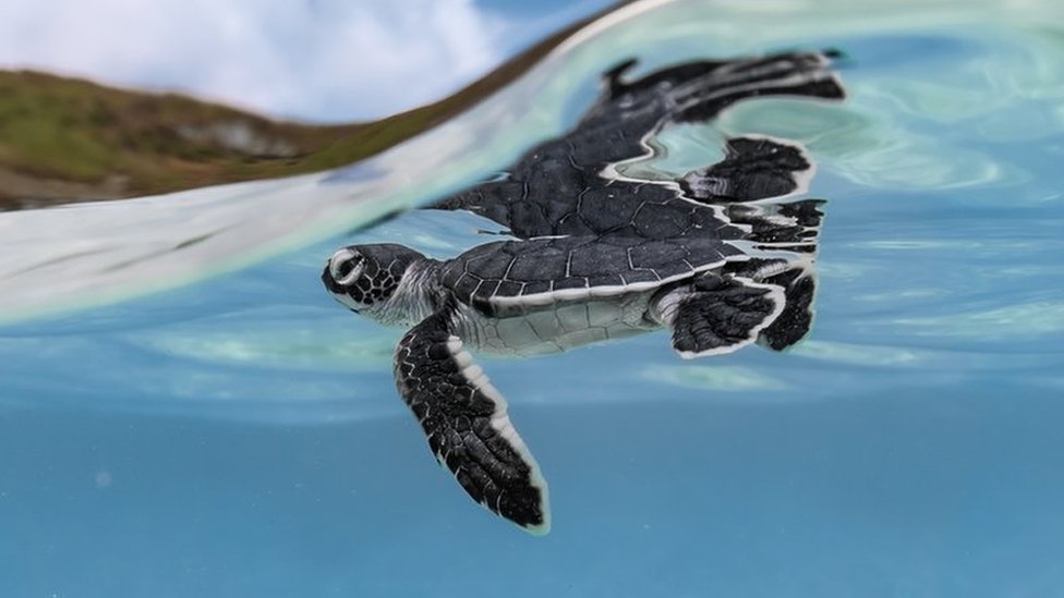 Ocean Photographer of the Year Winners' photos CBBC Newsround