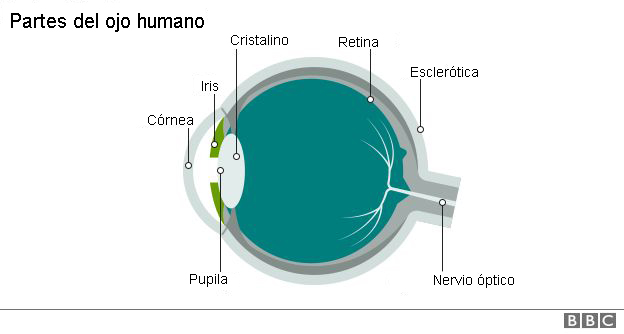 ojo