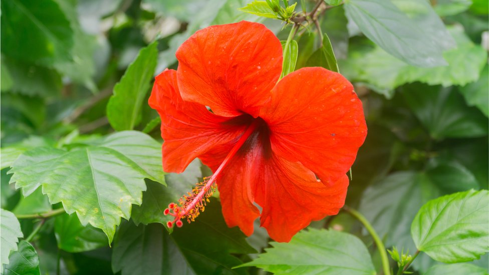 Yashirin kamerani siyayotgan erkaklar