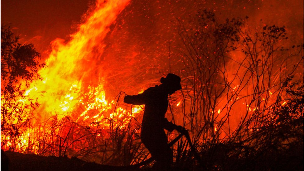 Membuat artikel tentang dampak kebakaran hutan terhadap sistem pernapasan manusia