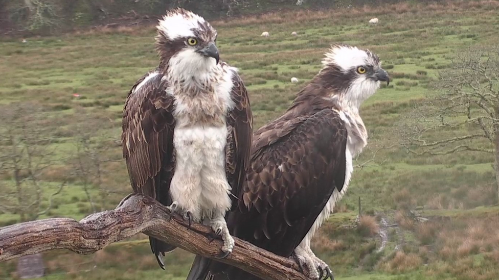 Osprey finds new lovebird and set to become dad
