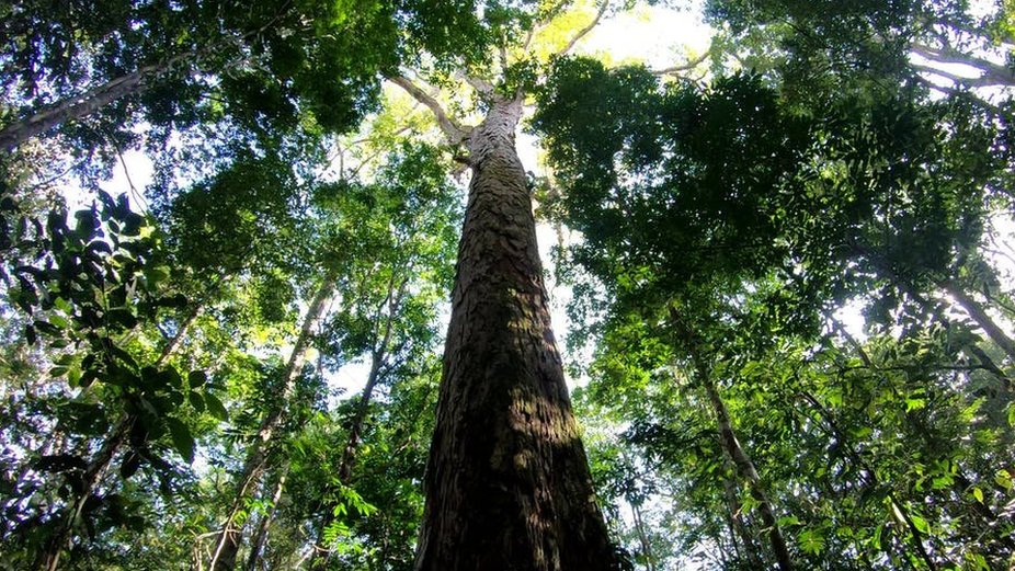 El hallazgo del árbol más alto del Amazonas (y por qué es una incógnita su  gran tamaño) - BBC News Mundo