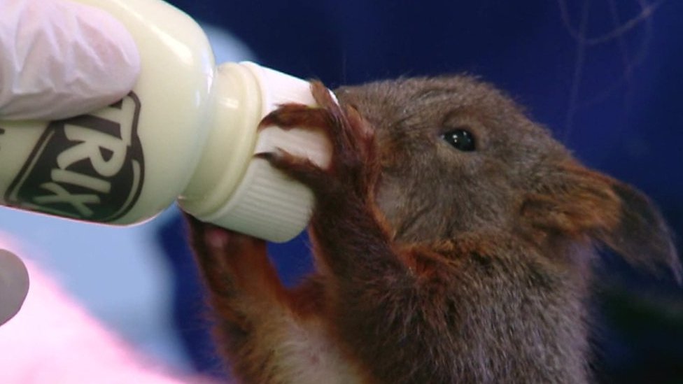 Baby squirrels saved after tree holding nest is cut down