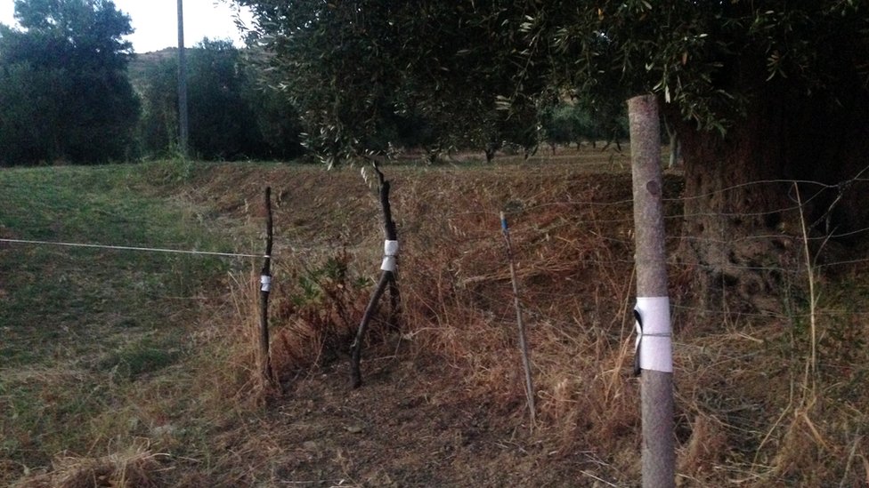 Estacas de madera marcadas con cartulina blanca