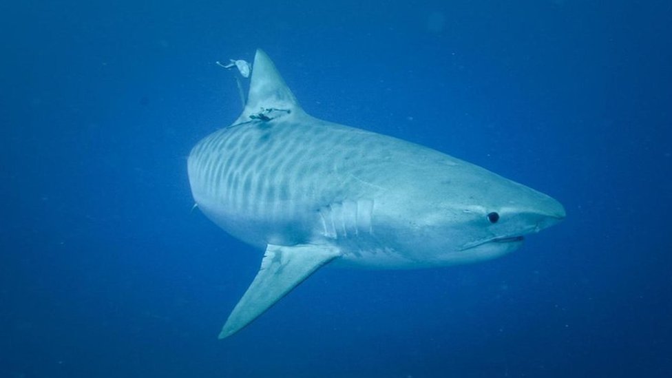 TIGER SHARK definição e significado