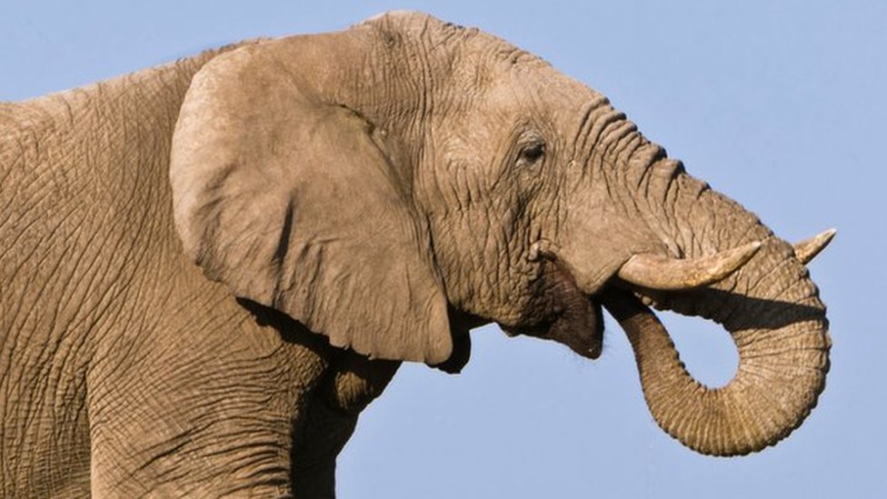 Qoshnilarning derazalarida jinsiy aloqa