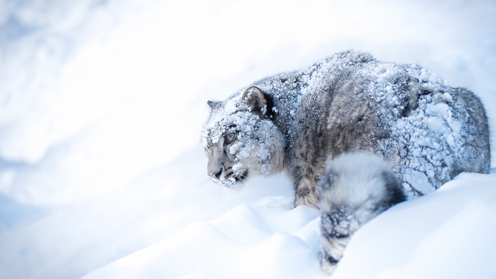 Ең қатыгез секс қорлау Жетілген кеуделі ана жопты трахает етеді (видео)