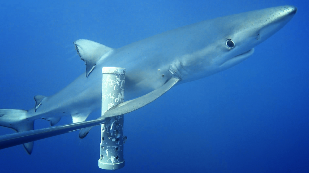 Sharks and marine predators smaller and rarer in habitats near people
