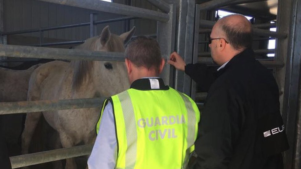 Europe-wide police operation busts horsemeat racket