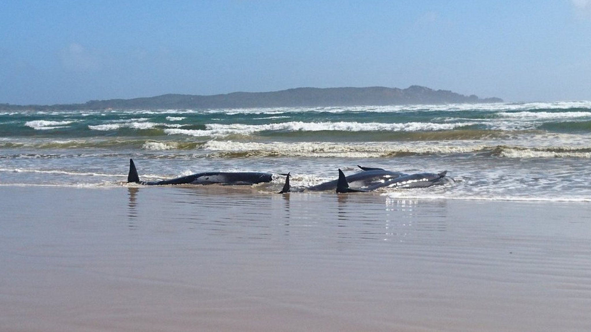 クジラがボートに乗り上げ転覆。釣り人たちが海に投げ出される