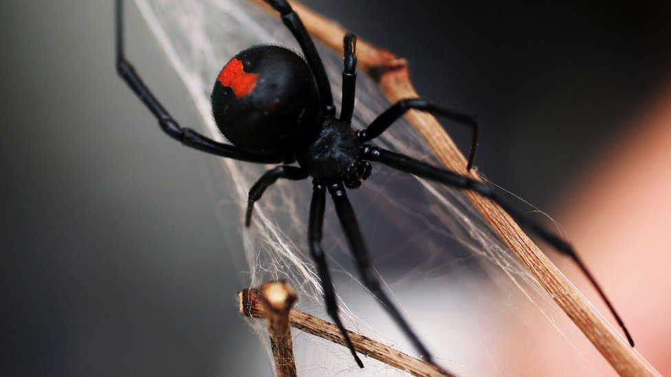 Рабочего в Австралии вновь укусил в пенис ядовитый паук - BBC News Русская  служба