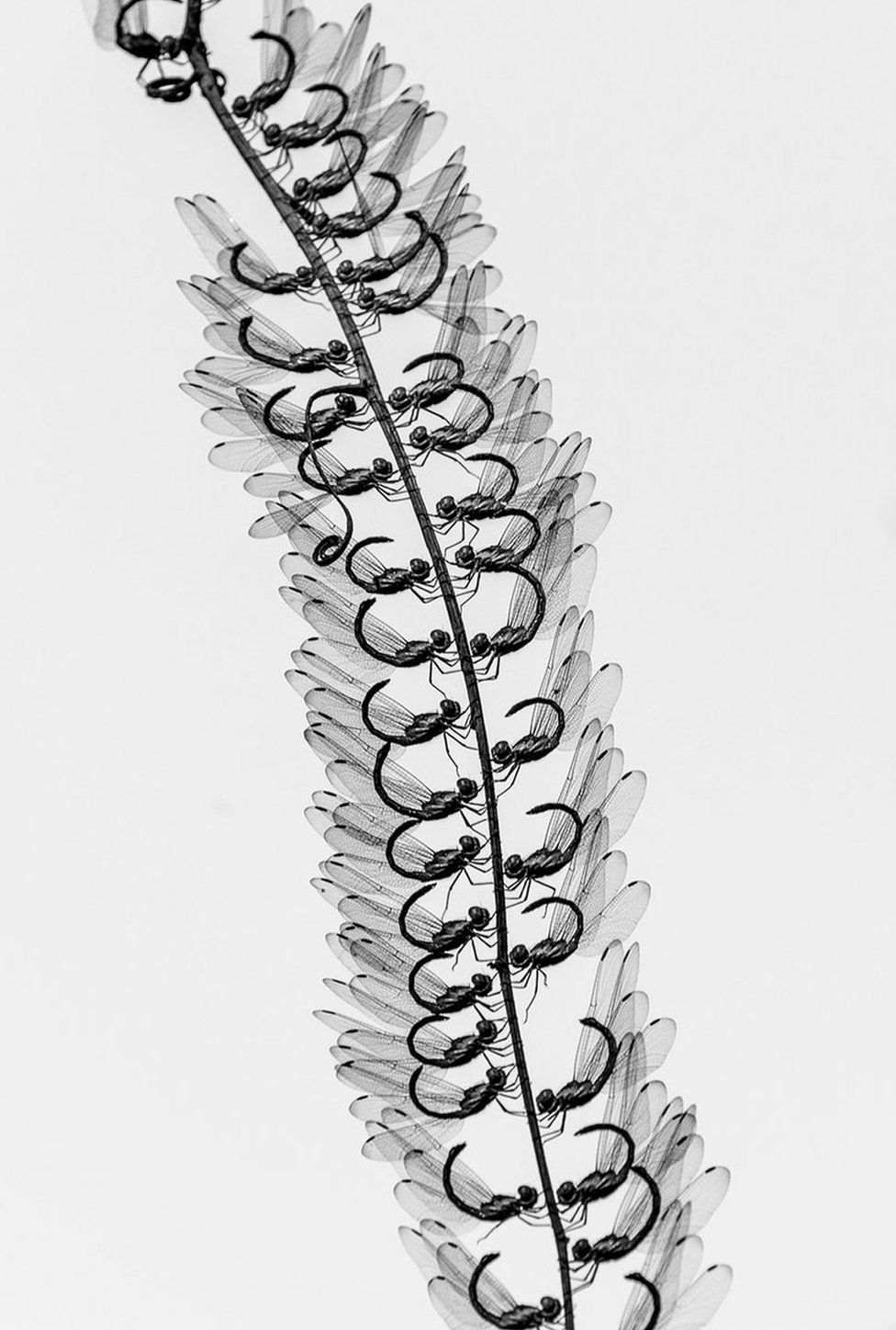 Bokira pornoni buzish