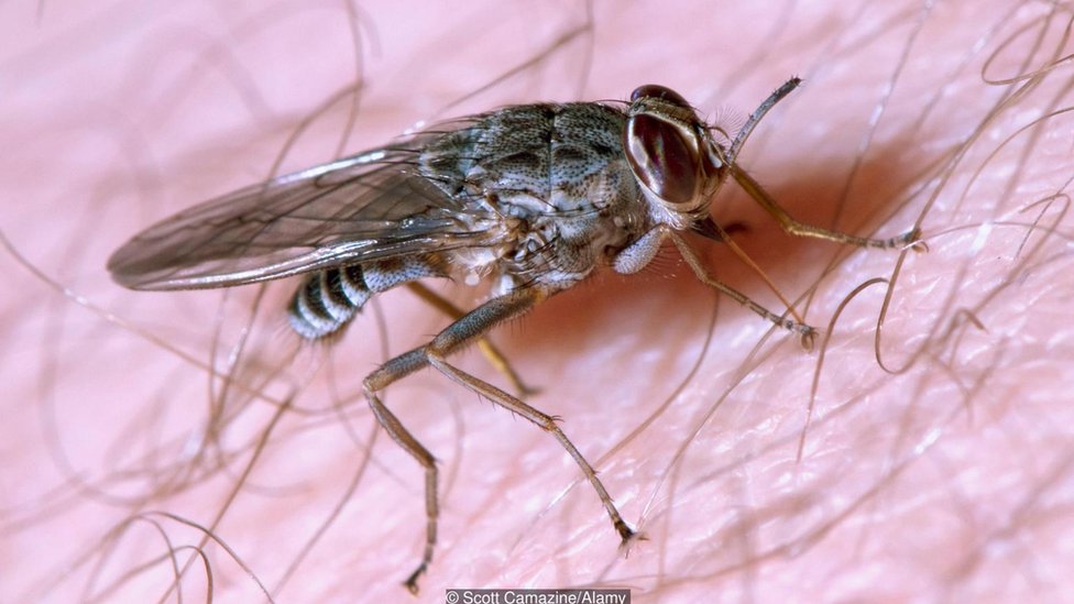 Ciência identifica vespa com picada mais dolorosa do mundo • DOL