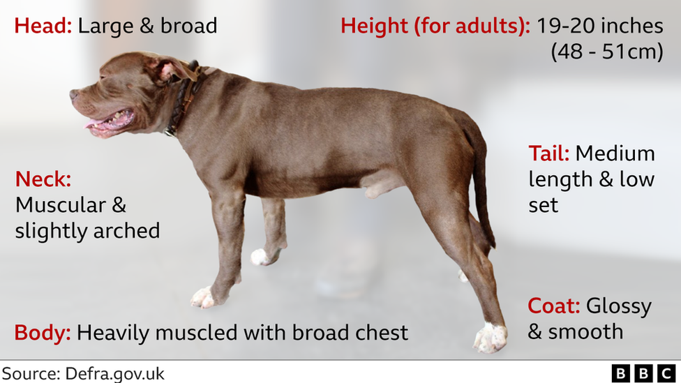 American bully xxl puppy fashion