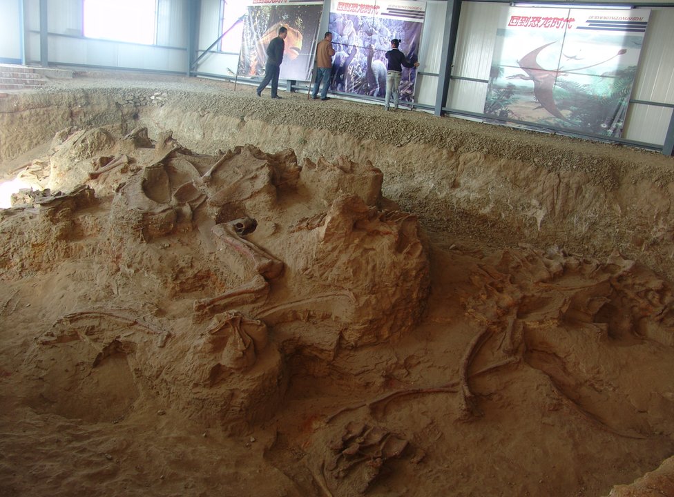 最古の巨大恐竜を新発見、進化や超大陸の新説浮上 中国 - BBCニュース