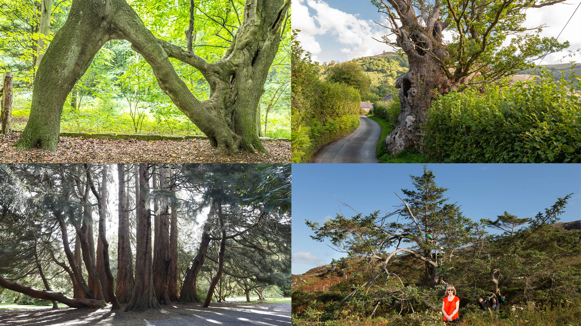 2018 Tree Of The Year Winners Announced By Woodland Trust Cbbc Newsround