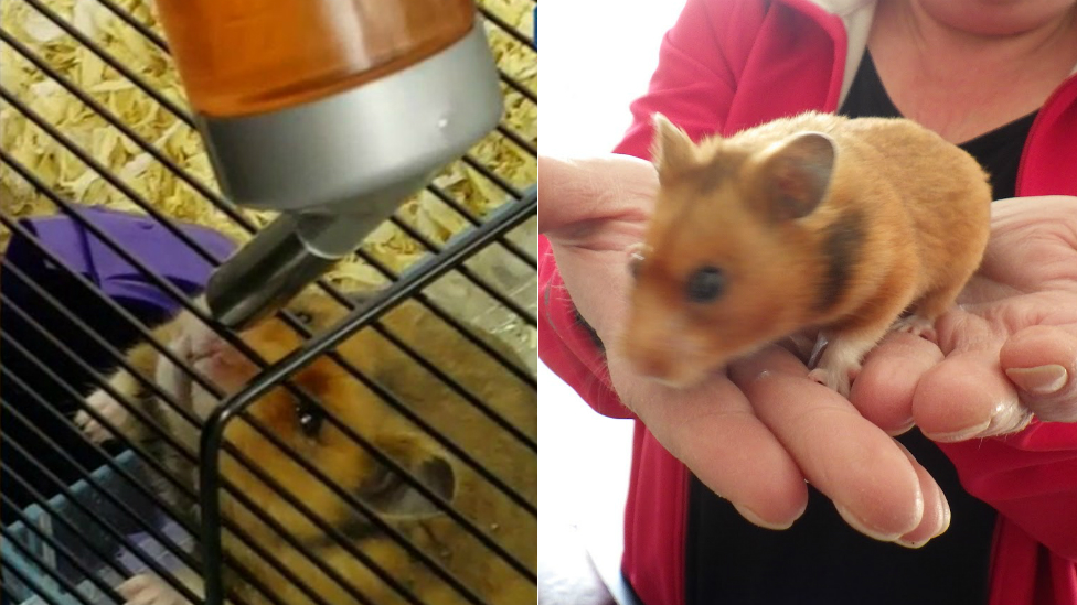 Hamster 'fed LSD-spiked Tizer and cannabis' in Heysham
