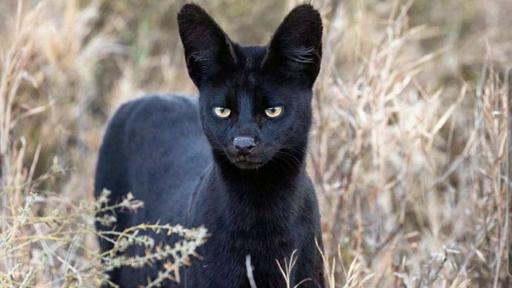 Фото: чёрный сервал - необычная дикая кошка - BBC News Русская служба