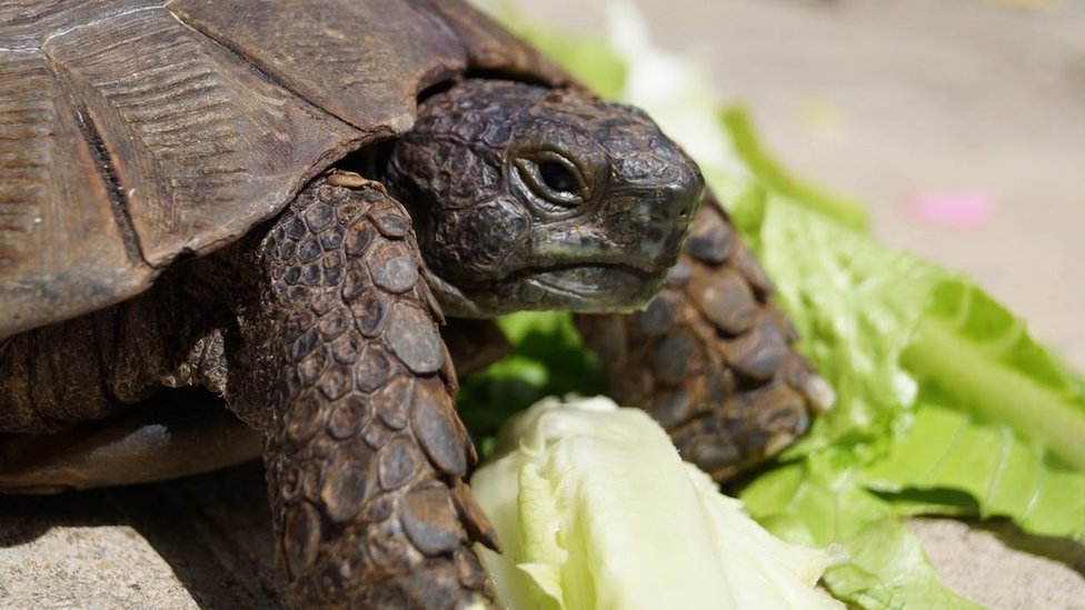 ゴミにまぎれて回収されてしまった90歳カメの冒険 - BBCニュース