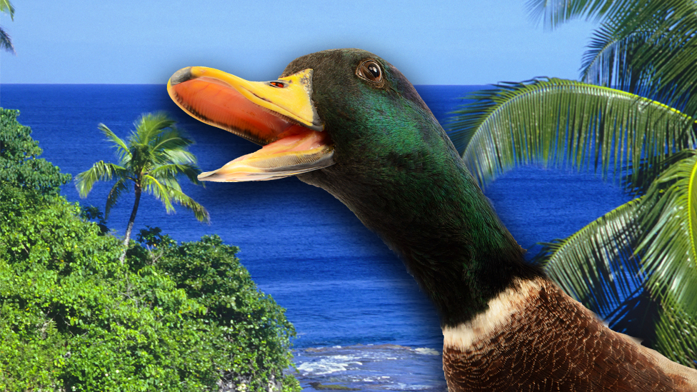 Island duck How did Trevor arrive in Niue? CBBC Newsround