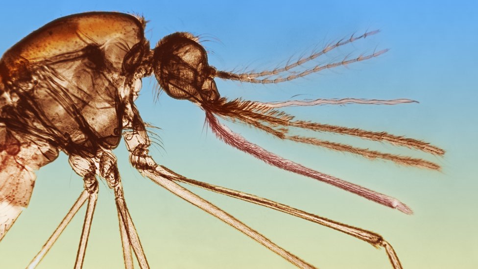 Medio jefe ojo El insecticida que engaña a los mosquitos y los atrae más que tu sangre o  el néctar - BBC News Mundo