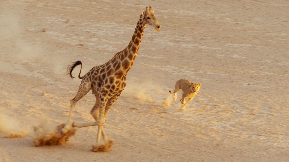Jirafa