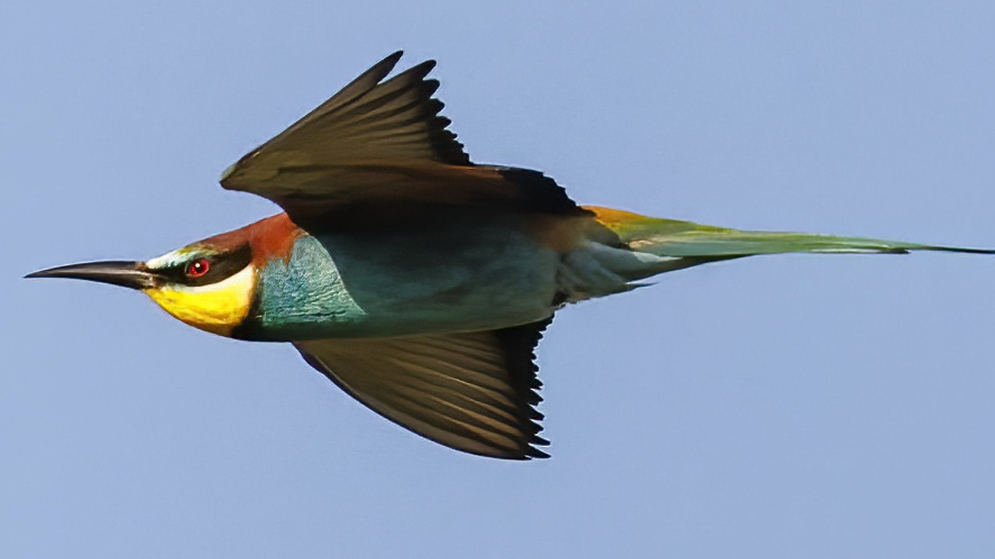 Hatched bee-eater chicks 'indicate climate change'