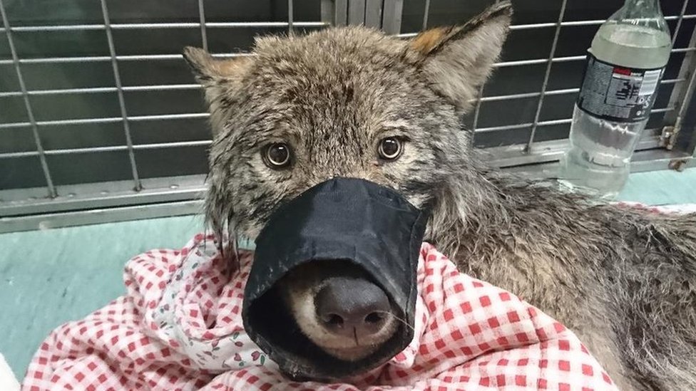 Rata 'gordinha' é salva após ficar entalada em bueiro na Alemanha