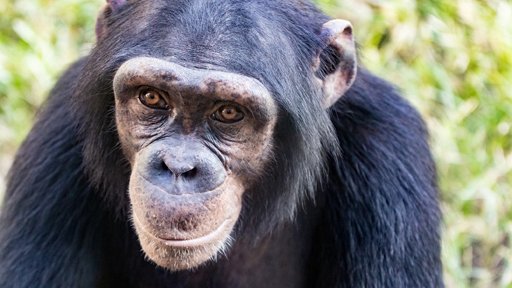 Chimpancé