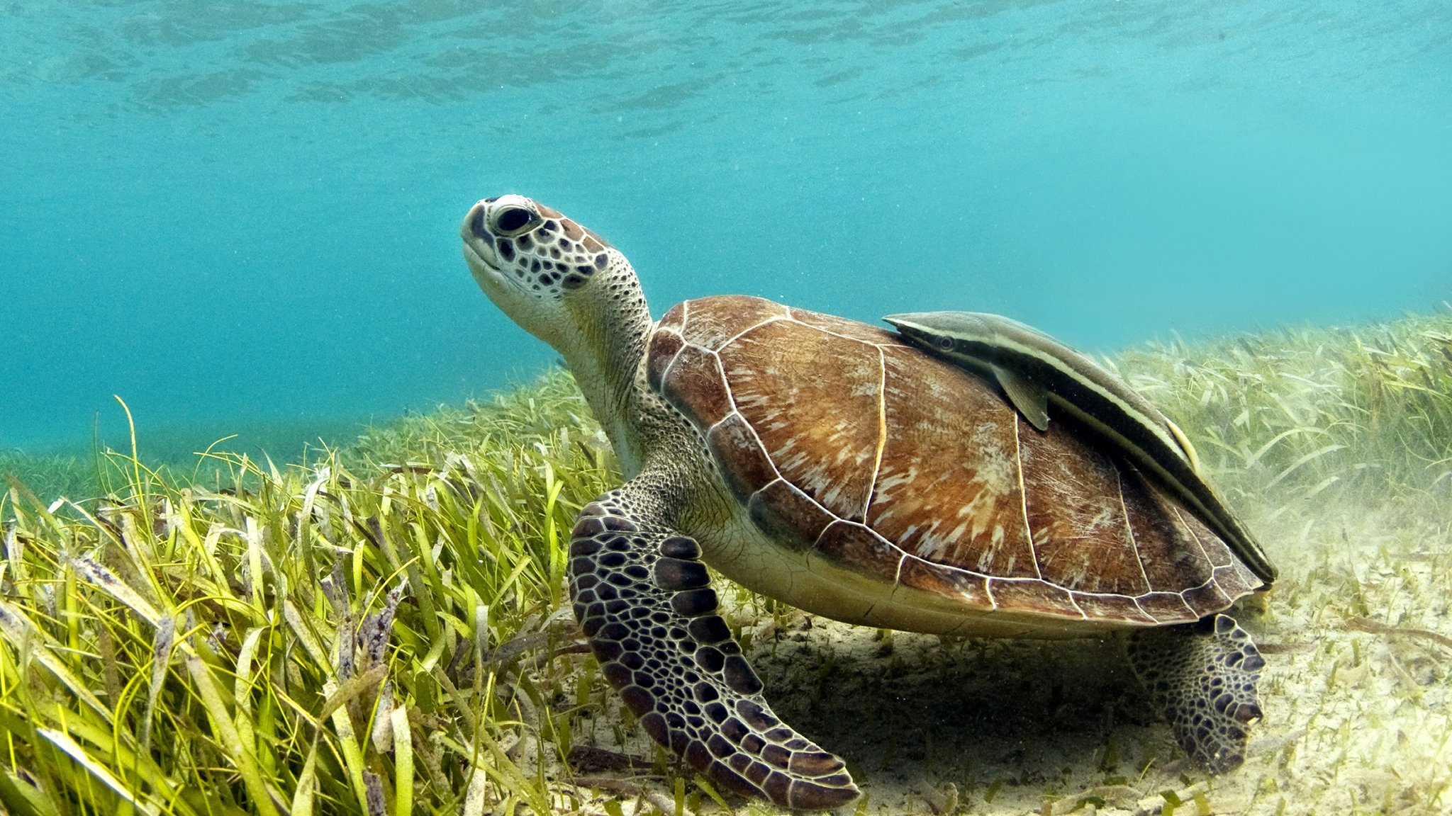 Climate change: How warmer sands are affecting green sea turtles - CBBC  Newsround