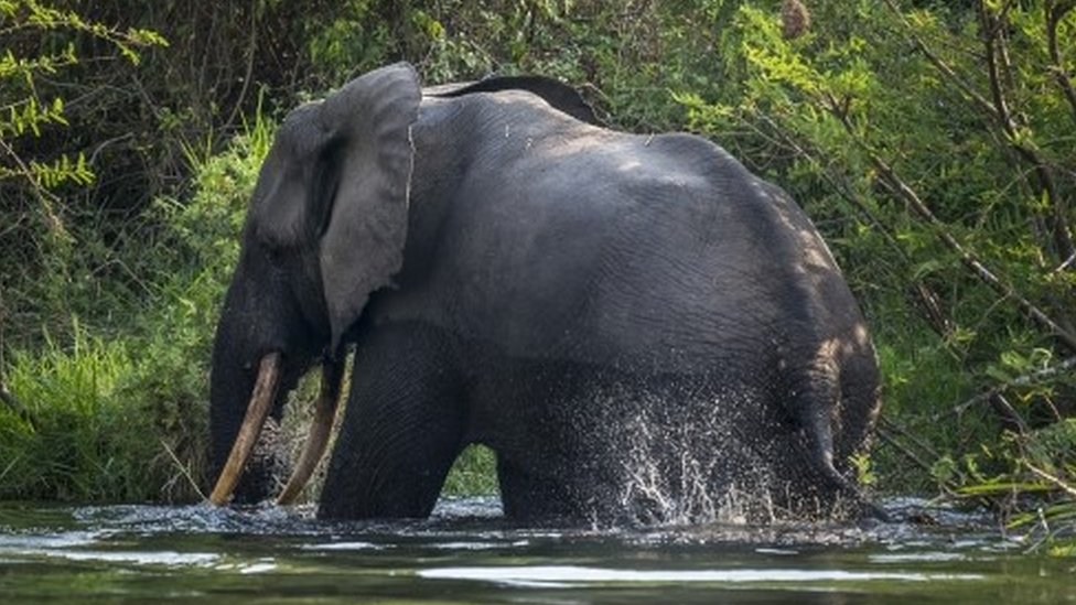 博茨瓦纳三百多头大象离奇死亡的元凶：蓝绿藻- BBC 英伦网