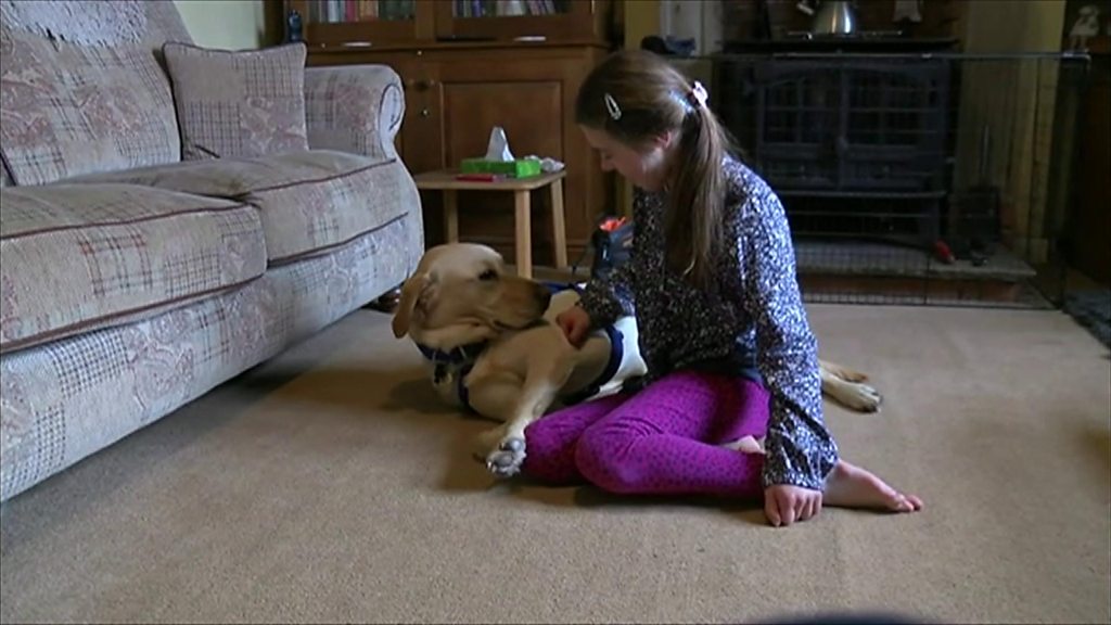 Meet Molly and her support dog Chess - CBBC Newsround - CBBC Newsround