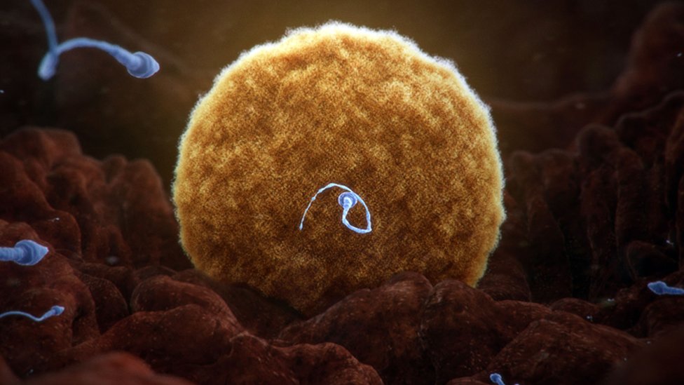 Espermatozoides acercándose a un óvulo.