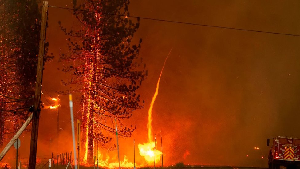ما نوع التعاقب الذي يحدث بعد اندلاع حريق في الغابة إذا لم يتمَّ تدميرها بالكامل