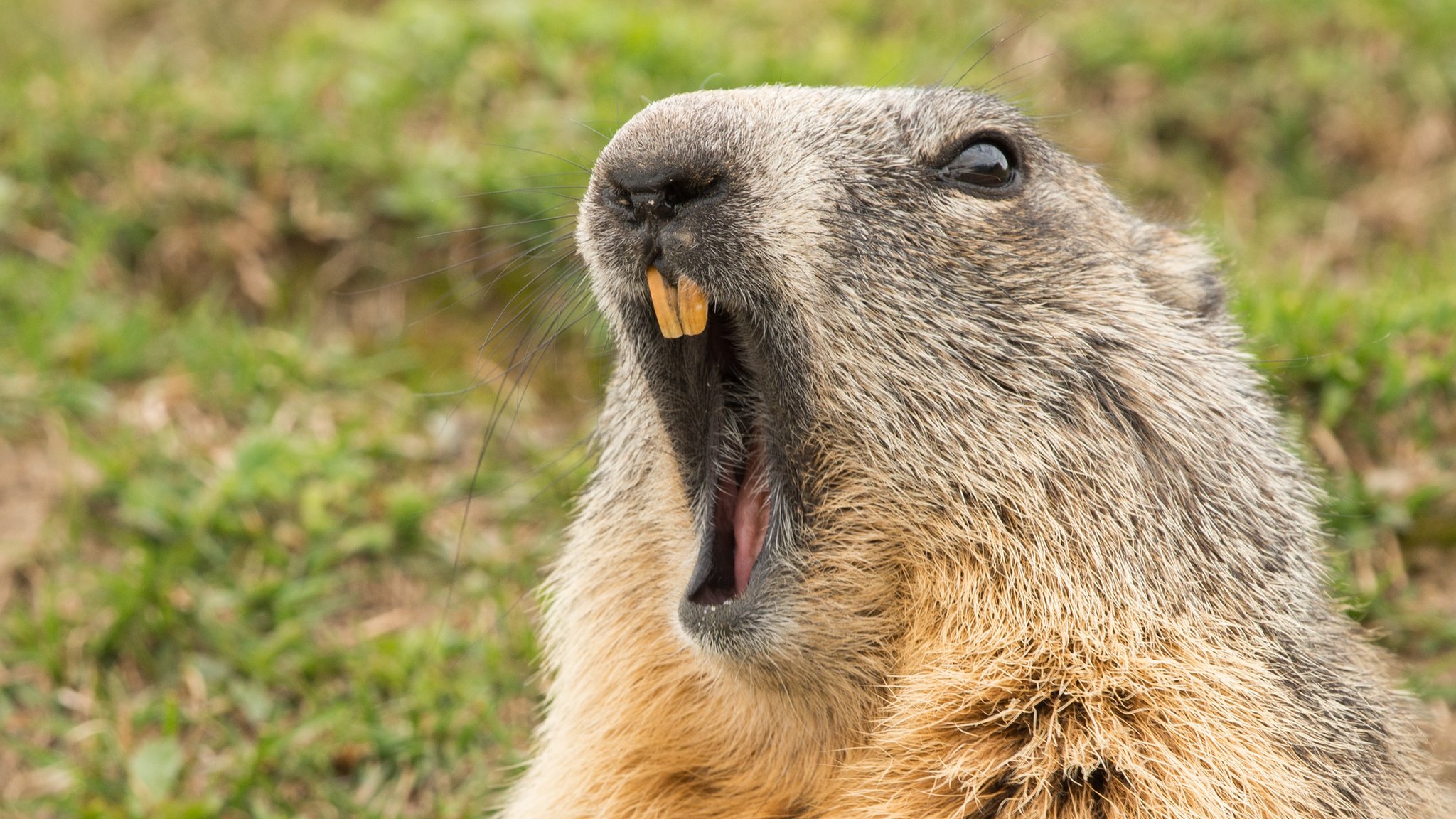 Two marmots in China caught fighting over a female CBBC Newsround