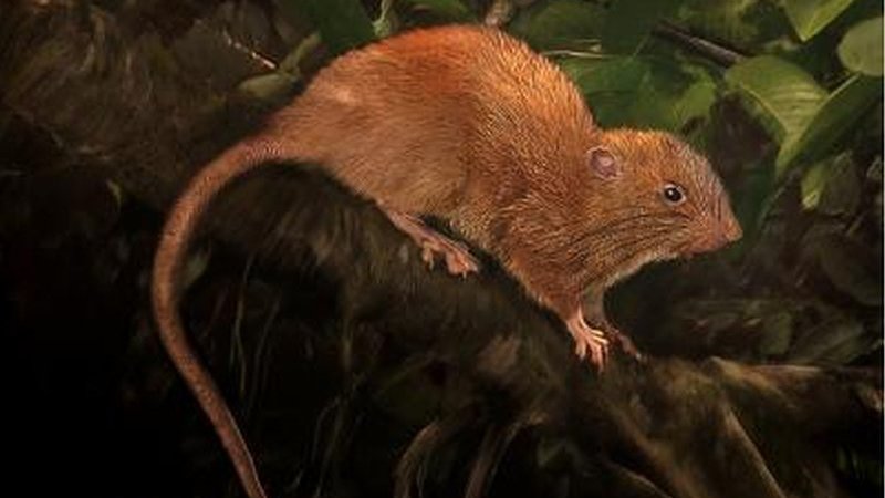 Trabalhadores encontraram uma ratazana gigante enquanto limpavam