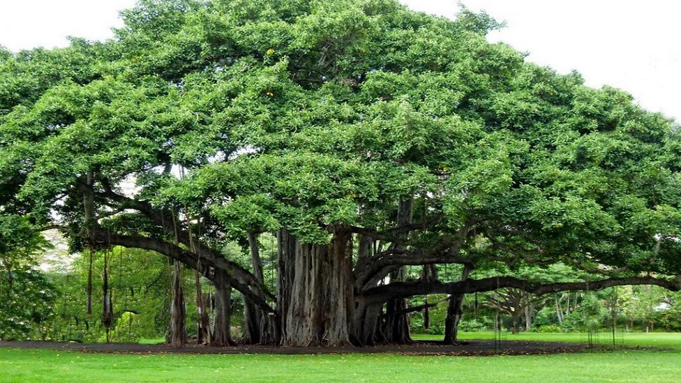 बरगद का यह पेड़ अकेला पूरे जंगल के बराबर है - BBC News हिंदी