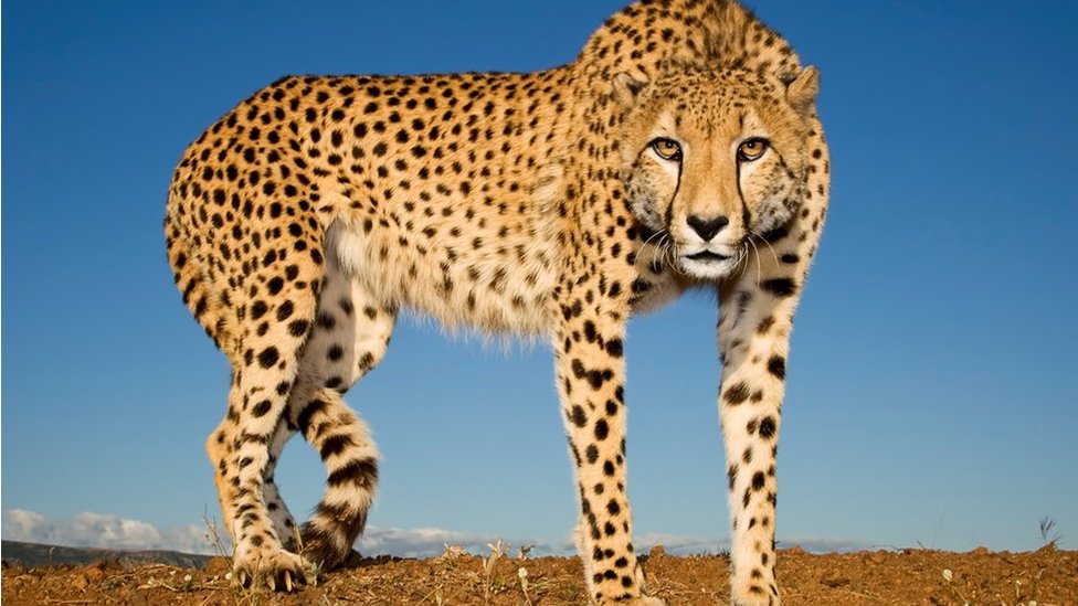 Cheetah in India died of cardiac failure - report