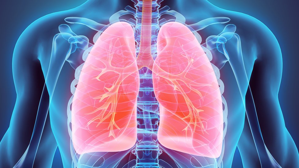 Ilustración de un par de pulmones